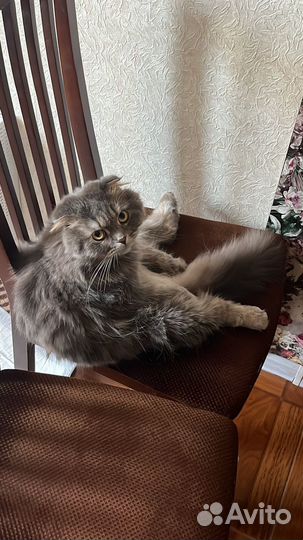 Кошка вислоухая