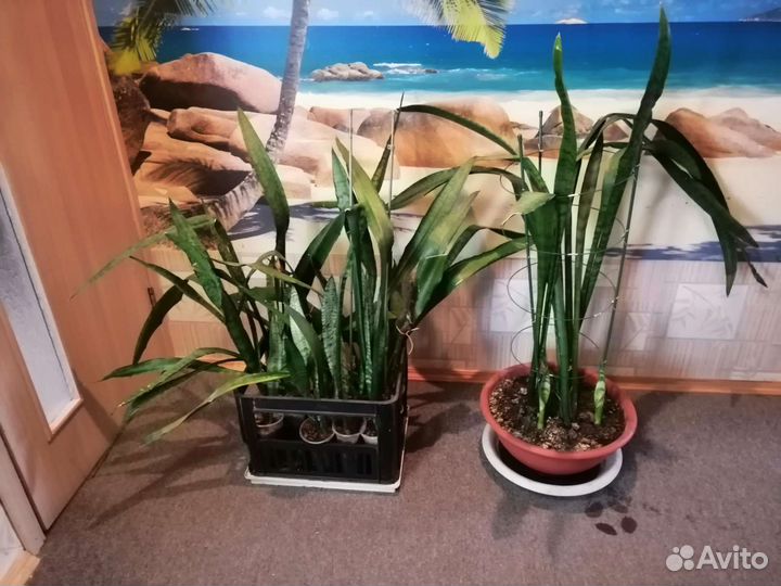 Продаю комнатные растения