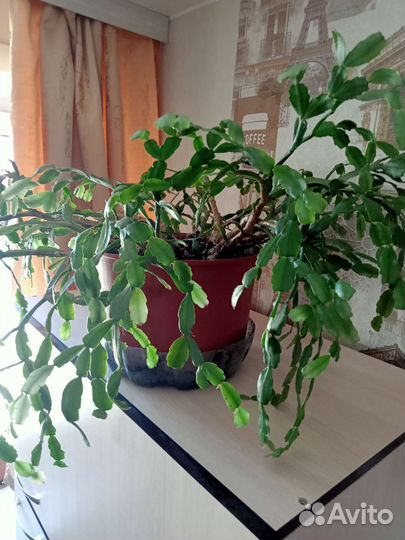 Декабрист Комнатные растения цветы большие