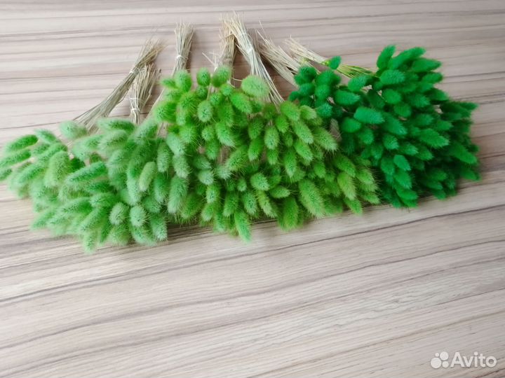 Сухоцветы для букетов