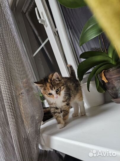 Котята