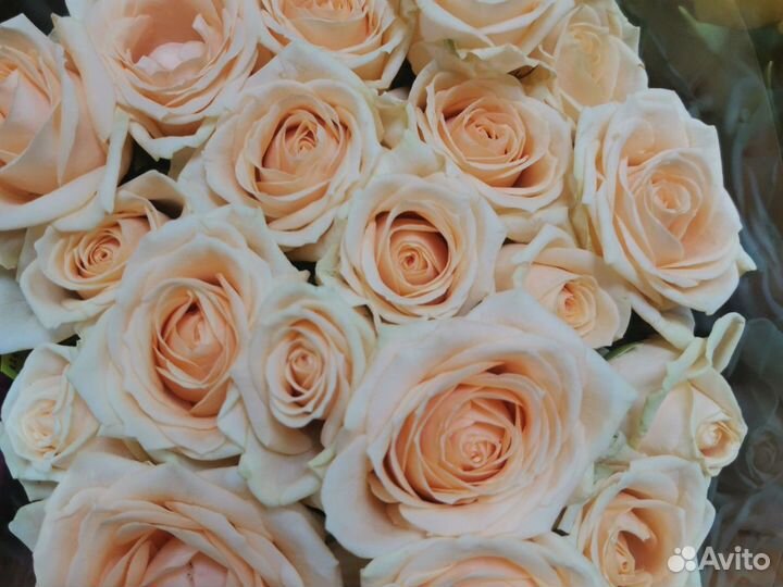 Роза 40 см Опт, мелкий опт