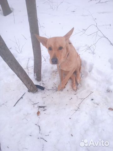 Собака в парке