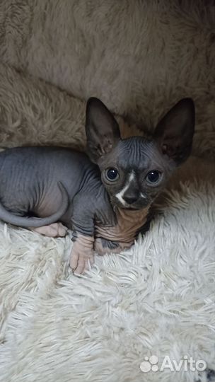 Канадский сфинкс