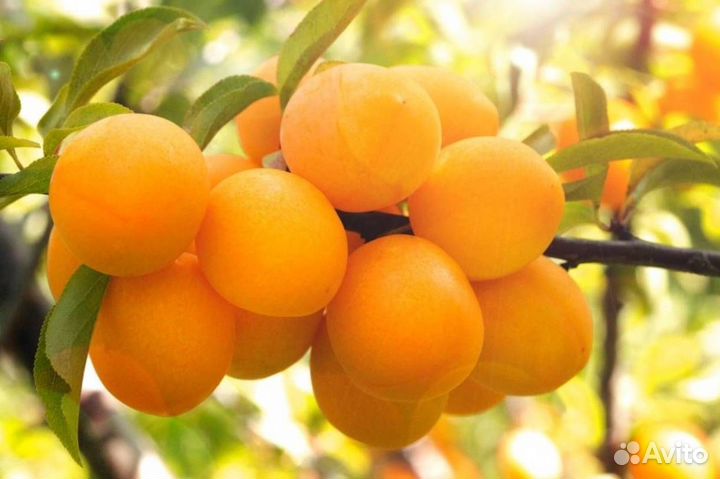 Саженцы алычи Подарок С.-Петербургу (желтый)