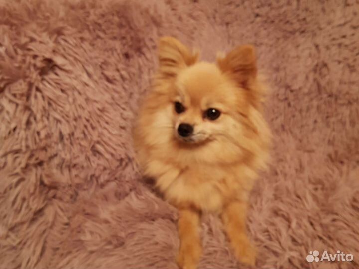 Щенок мексиканская голая, мальчик