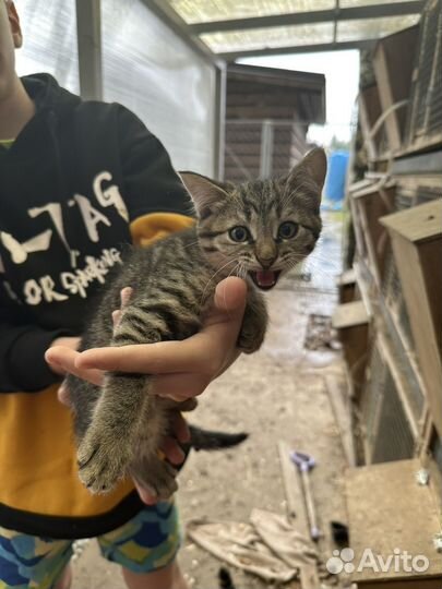 Котята от матери крысоловки