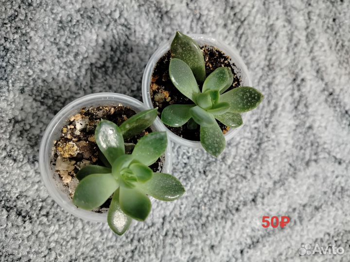 Суккуленты. Продажа излишков