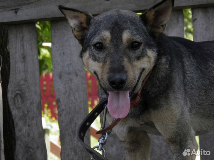 Назар в семью