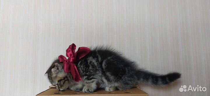 Котята шотландские коротколапики