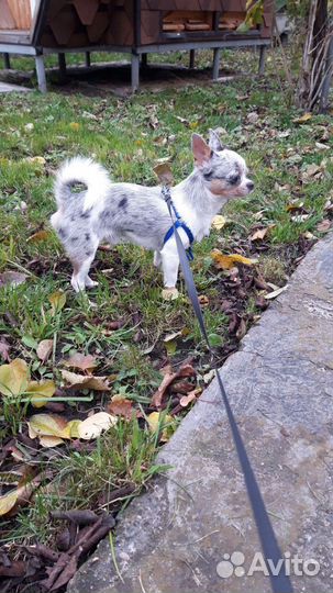 Передержка животных. Зоогостиница