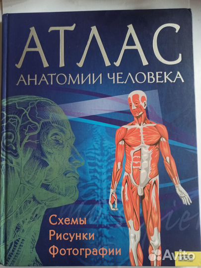 Атлас анатомии человека