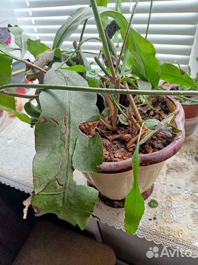 Комнатные цветы