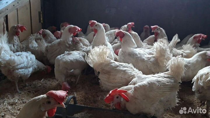 Куры несушки