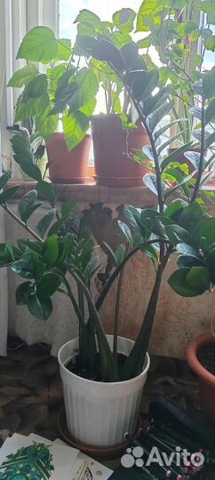 Замиокулькас