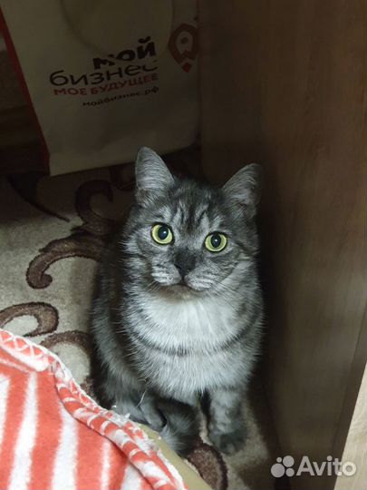 Отдам в добрые руки