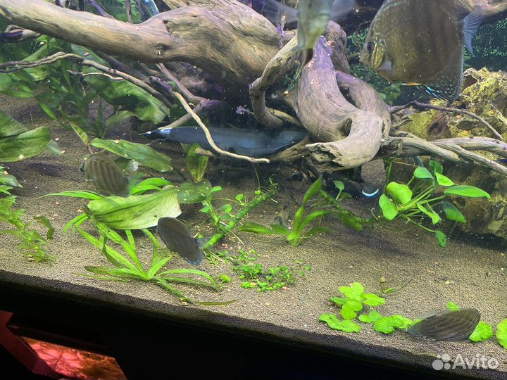 Рыба нож аптеронотус