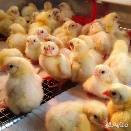 Бройлер, несушка, гусь, индейка, утка, цесарка