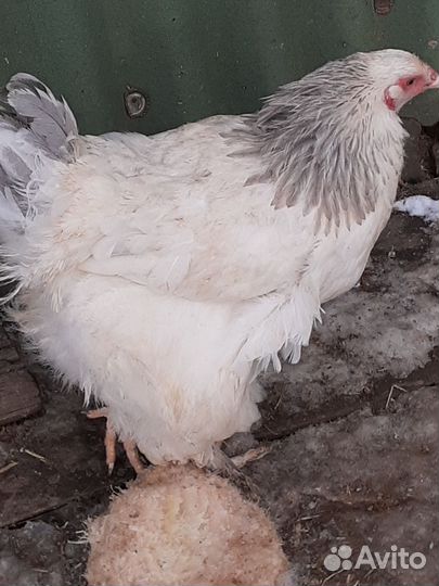 Куры и петухи брама