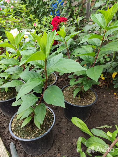 Продаются перезимовавшие черенки гортензий