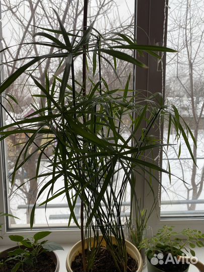 Циперус папирус, кошачья радость