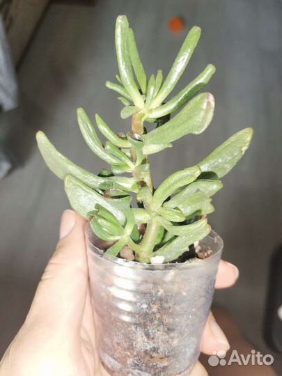 Крассула коралл