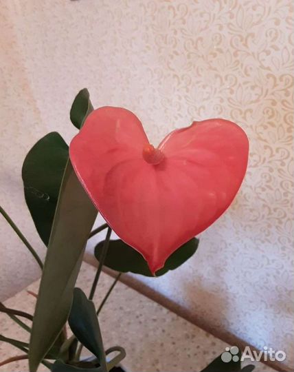 Антуриум Пандола