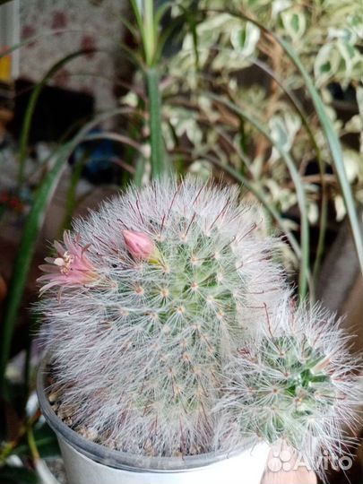 Кактус цветущий