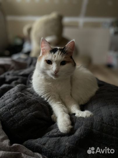 Кошки в добрые руки