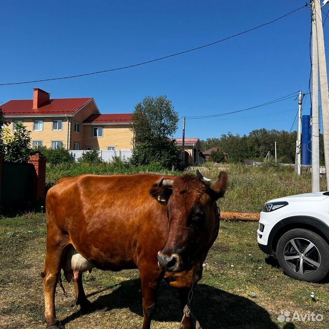 Корова дойная молочная