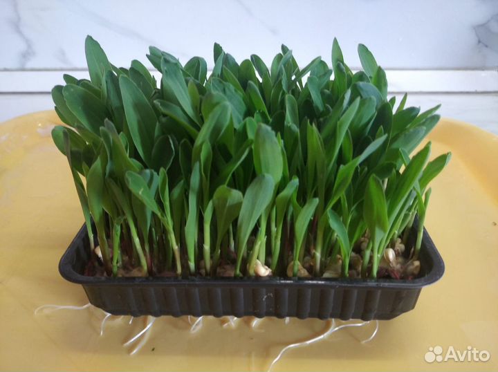 Микрозелень в Апрелевке