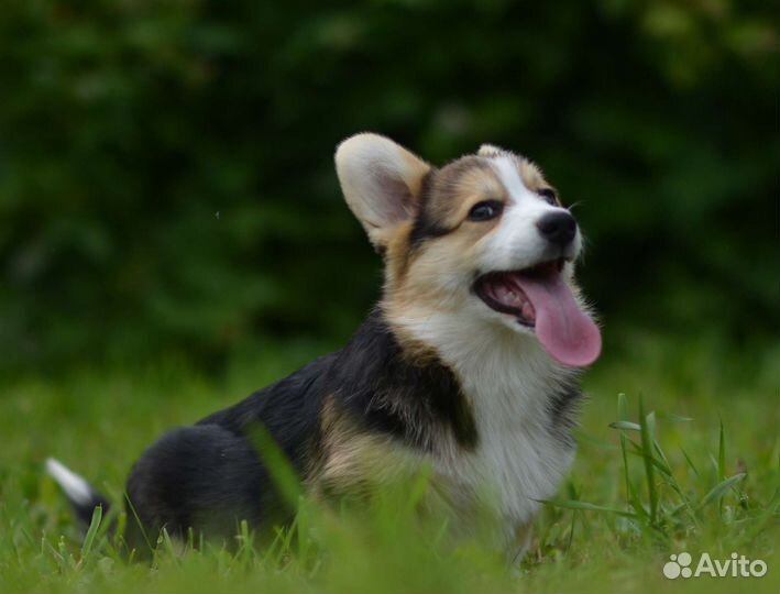 Щенки вельш-корги пемброк РКФ