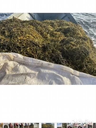 Фукус водоросли