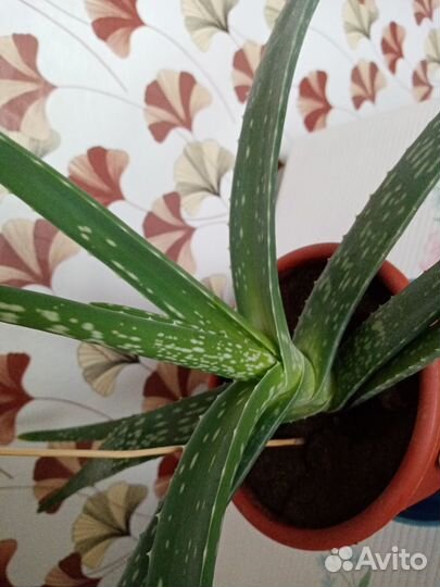 Алоэ Вера разных возрастов