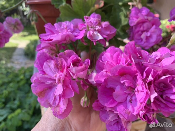 Пеларгонии коллекционные