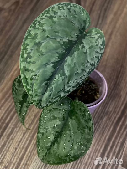 Сциндапсус сплэш Блю