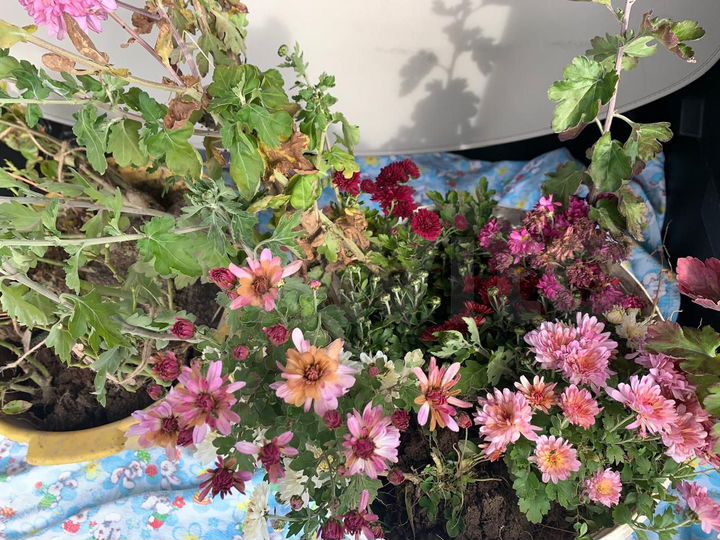 Дом 13 м² на участке 12 сот.