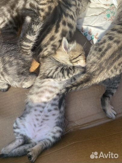 Котята 1 месяц