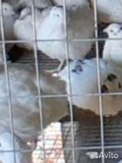 Перепелки,'Теханы' самцы