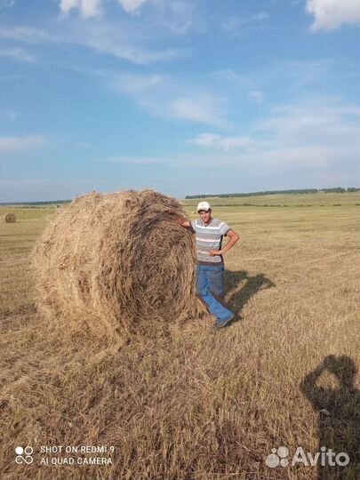 Сено в рулонах 2023