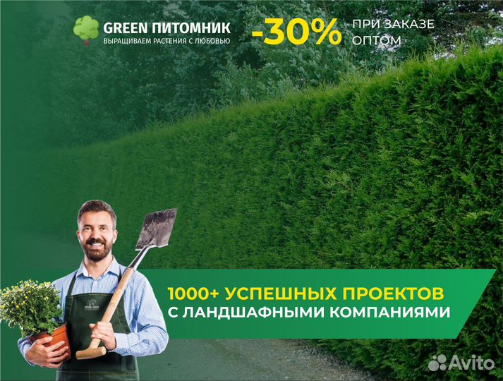 Туи в ассортименте:Брабант,Смарагд,Колумна