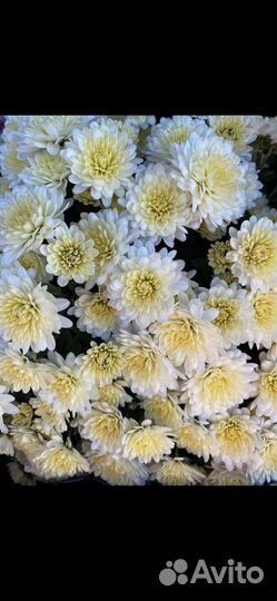 Хризантемы мультифлора