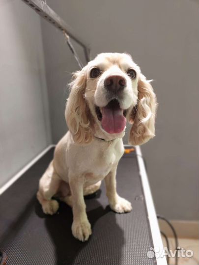 Грумер,стрижка собак, груминг