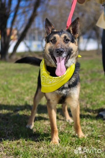 Метис овчарки в добрые руки