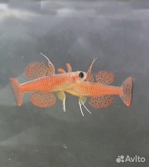 Аквариумные рыбки Псевдомугил паскай