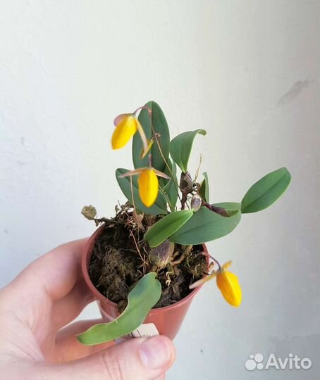 Bulbophyllum bolsteri