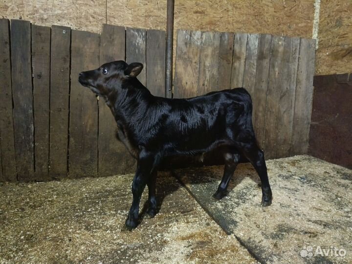 Теленок бычок