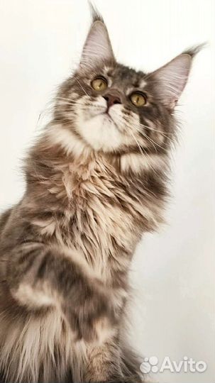 Кошки мейн-кун