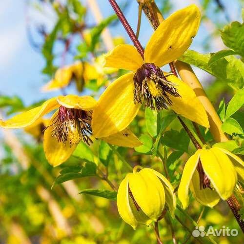 Клематис 3гр Голден Тиара Куготиа(Golden Kugotia)