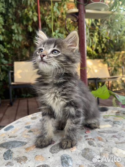 Очень ласковый мальчик, приучен к лотку, ищет дом